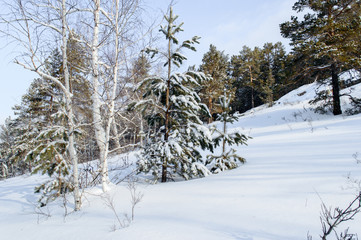 Fototapeta na wymiar Birch and pine forest