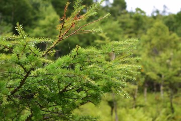Pine