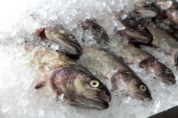 Markthalle Kassel : Stand mit frischem Fisch