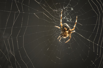 Spider in web