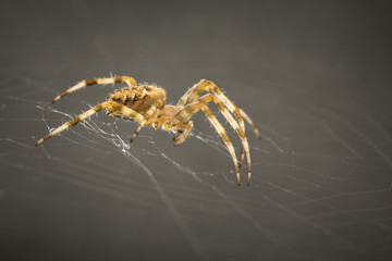 Spider in web