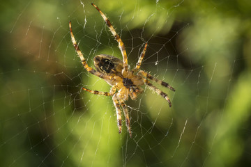 Spider in web