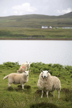 Great Britain, Scotland, Isle of Skye, sheep
