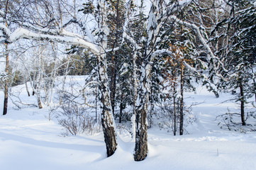 Birch and pine forest