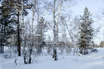 Birch and pine forest