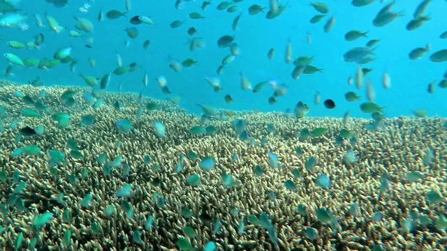 Thriving  coral reef alive with marine life and shoals of fish, Bali.