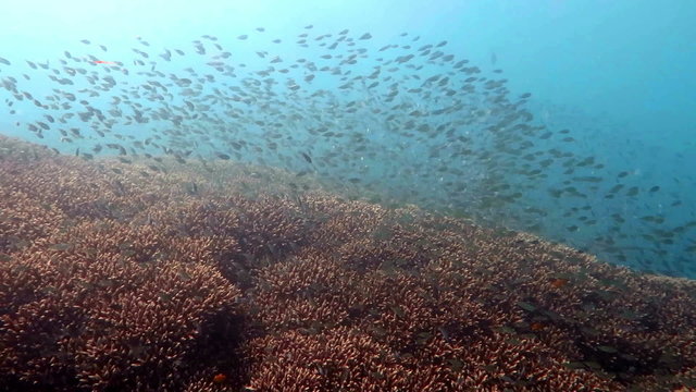 Thriving  coral reef alive with marine life and shoals of fish, Bali.