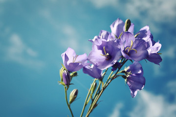 Fototapeta na wymiar Bluebell bouquet. Place for text. Frame with wild flowers.