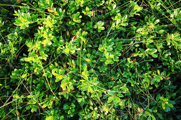 Green lingonberry leaves. The view from above.