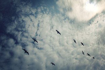 Fototapeta premium Group of seagulls above the Lake Ladoga. Aged photo.