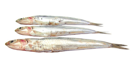 Anchovies isolated on white background