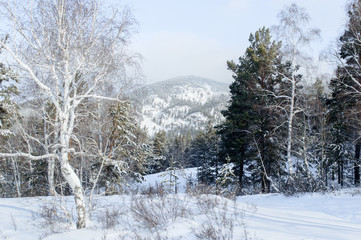 Birch and pine forest