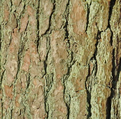 Pine bark