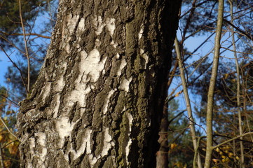 Trunk of birch tree