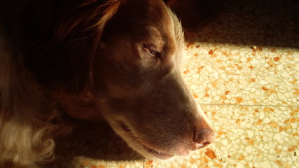 Cane al sole
