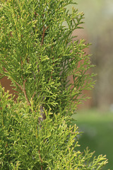  Evergreen thuja branches in summer garden