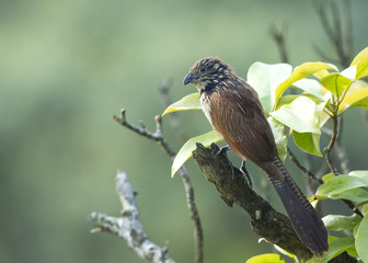 An immature Lesser Coucal 