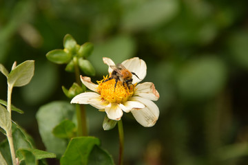 Biene bei der Nahrungssuche
