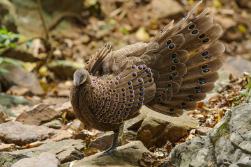 Grey Peacock-Pheasant(Polyplectron bicalcaratum) in nature