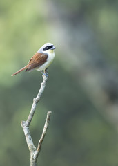 A Tiger Shrike 