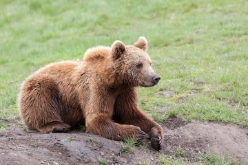 Obraz premium Brown bear