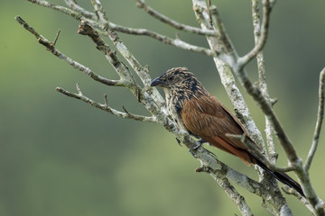 An immature Lesser Coucal perched on a dead branch