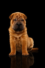 Closeup Funny Sharpei Puppy Sits on Black Mirror