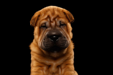 Closeup Funny Sharpei Puppy Isolated on Black