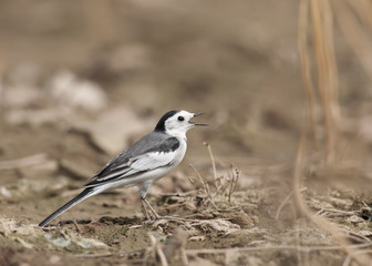 A singing White Wagtail