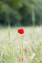 red poppy in the afternoon.