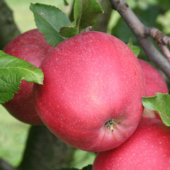 mele rosse Gala sull'albero