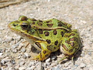 Naklejka premium Northern leopard frog in Waterloo, Ontario, Canada.