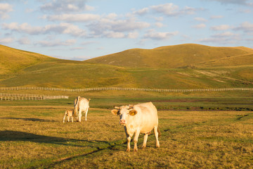 Mucche al pascolo alle prime luci del giorno