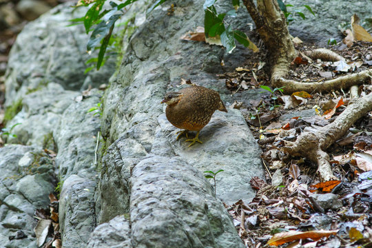 Scaly-breasted Partridge(Arborophila chloropus) in the forest