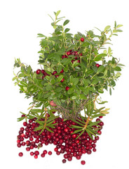 cowberry