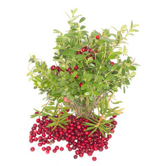 cowberry