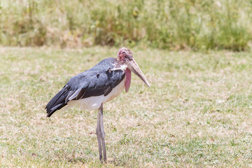 The marabou stork, Leptoptilos crumenifer in Serengeti National