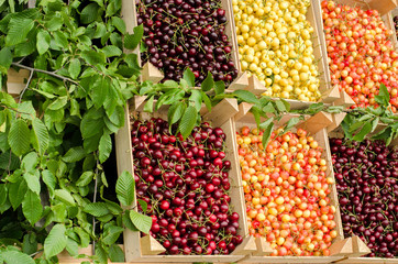Close up on ripe red and yellow cherries in crates at the market. Display of many types of cherries.