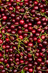 Close up on ripe red cherries. Cherry background.