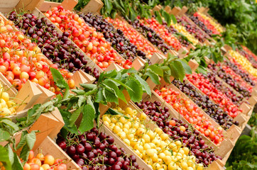 Close up on ripe red and yellow cherries in crates at the market. Display of many types of cherries.
