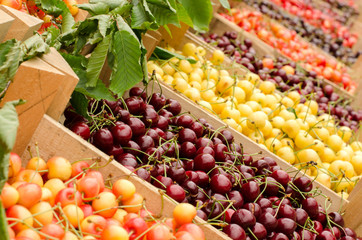Close up on ripe red and yellow cherries in crates at the market. Display of many types of cherries.