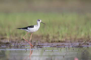 Obraz premium A Black-winged Stilt