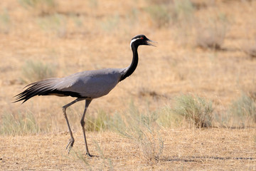 Demoiselle crane in hot steppe
