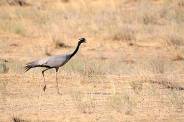 Demoiselle crane in hot steppe