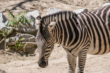 Fototapeta na wymiar one Damara zebra standing in the sun for food