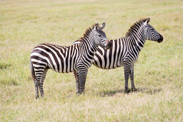 Fototapeta na wymiar Zebras in Serengeti National Park