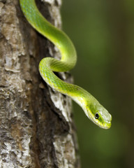Close up of a Rough Green Snake in a tree