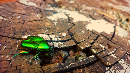 Little green beetle goes to his great traveling