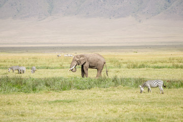 Obraz na płótnie Canvas African Elephant in Serengeti National Park