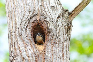 Black-thighed Falconet